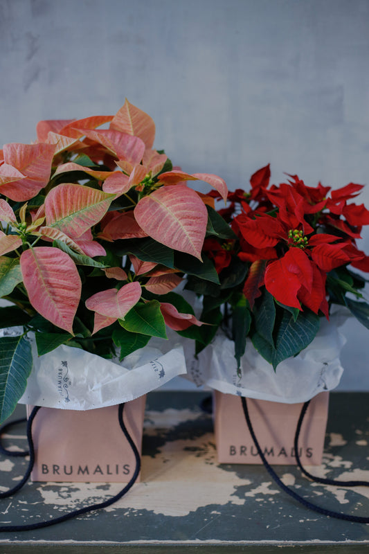 Flor de pascua en bolsa