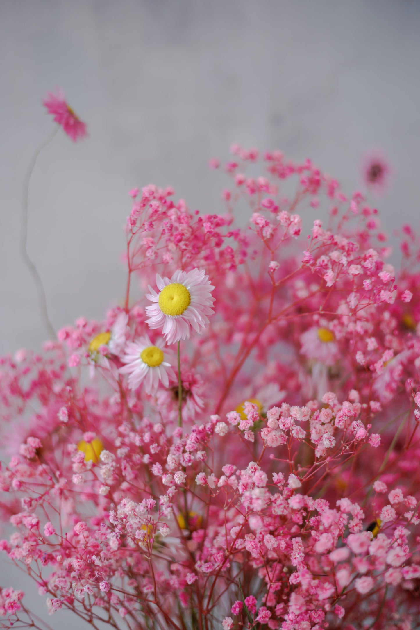 Ramo de flores preservadas fucsia