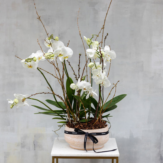 Composición de orquídeas
