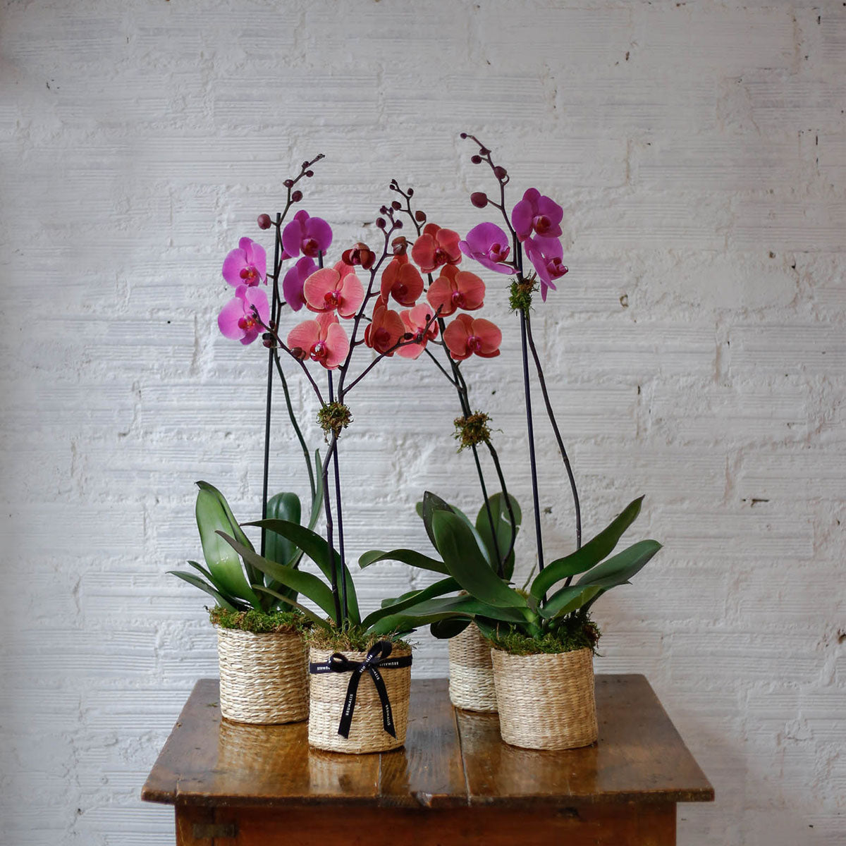 Orquídea rosa en cesta de mimbre