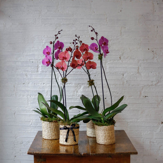 Orquídea rosa en cesta de mimbre