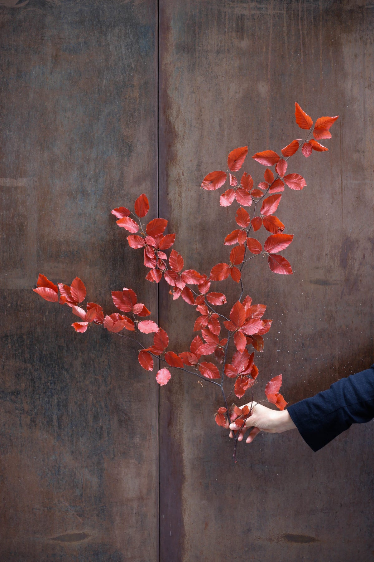 Ramillete de Haya Preservada