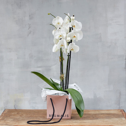 Orquídea en bolsa BRUMALIS