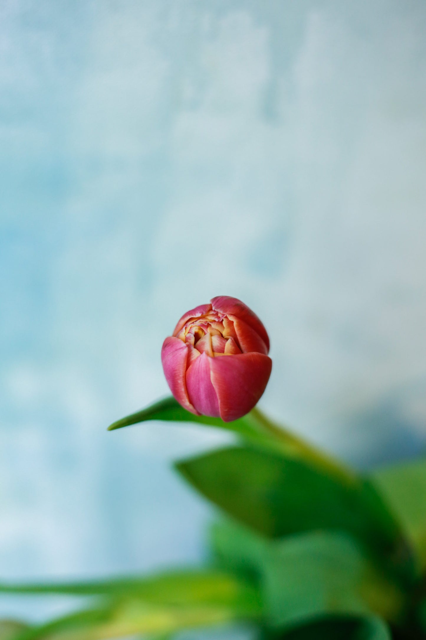 Ramo de tulipanes rosas - Envío nacional