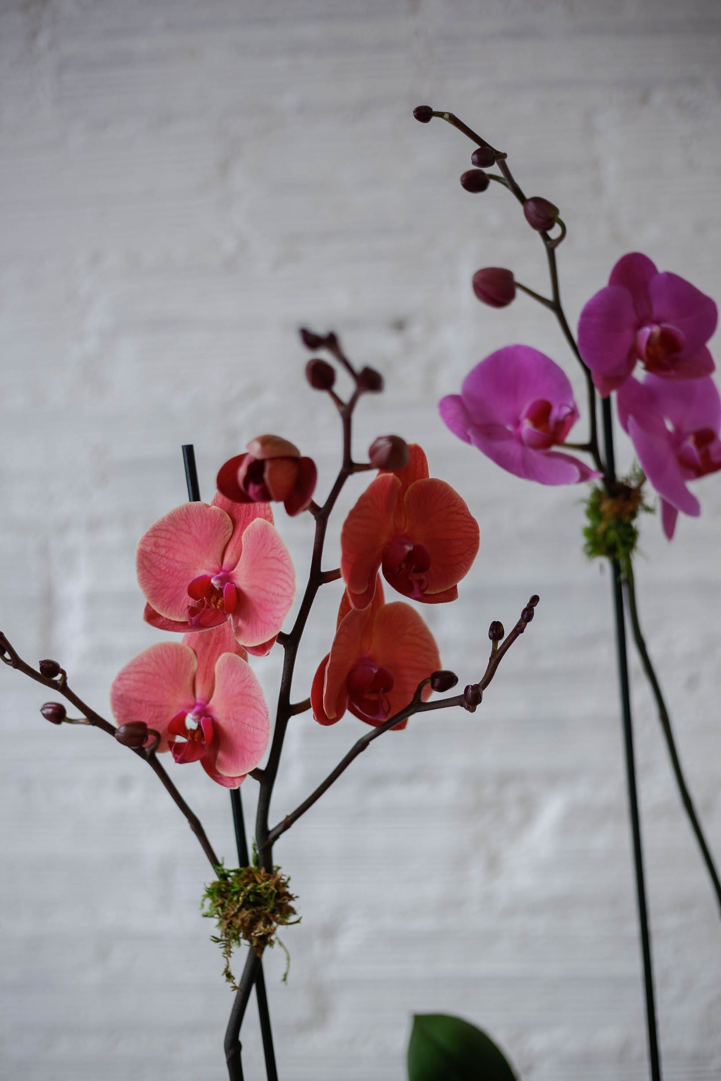 Orquídea rosa en cesta de mimbre