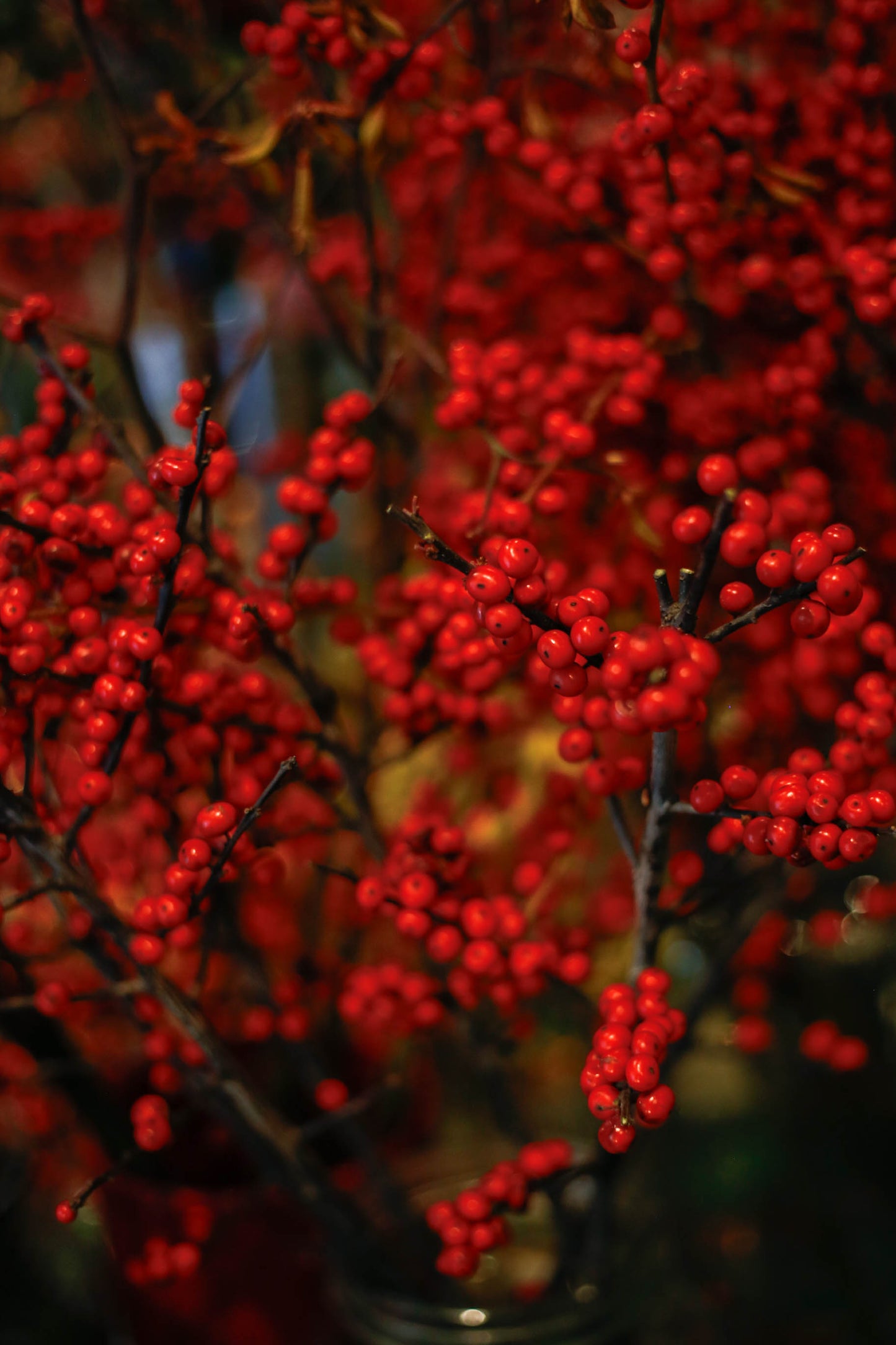 Ramo Navideño - Envío nacional