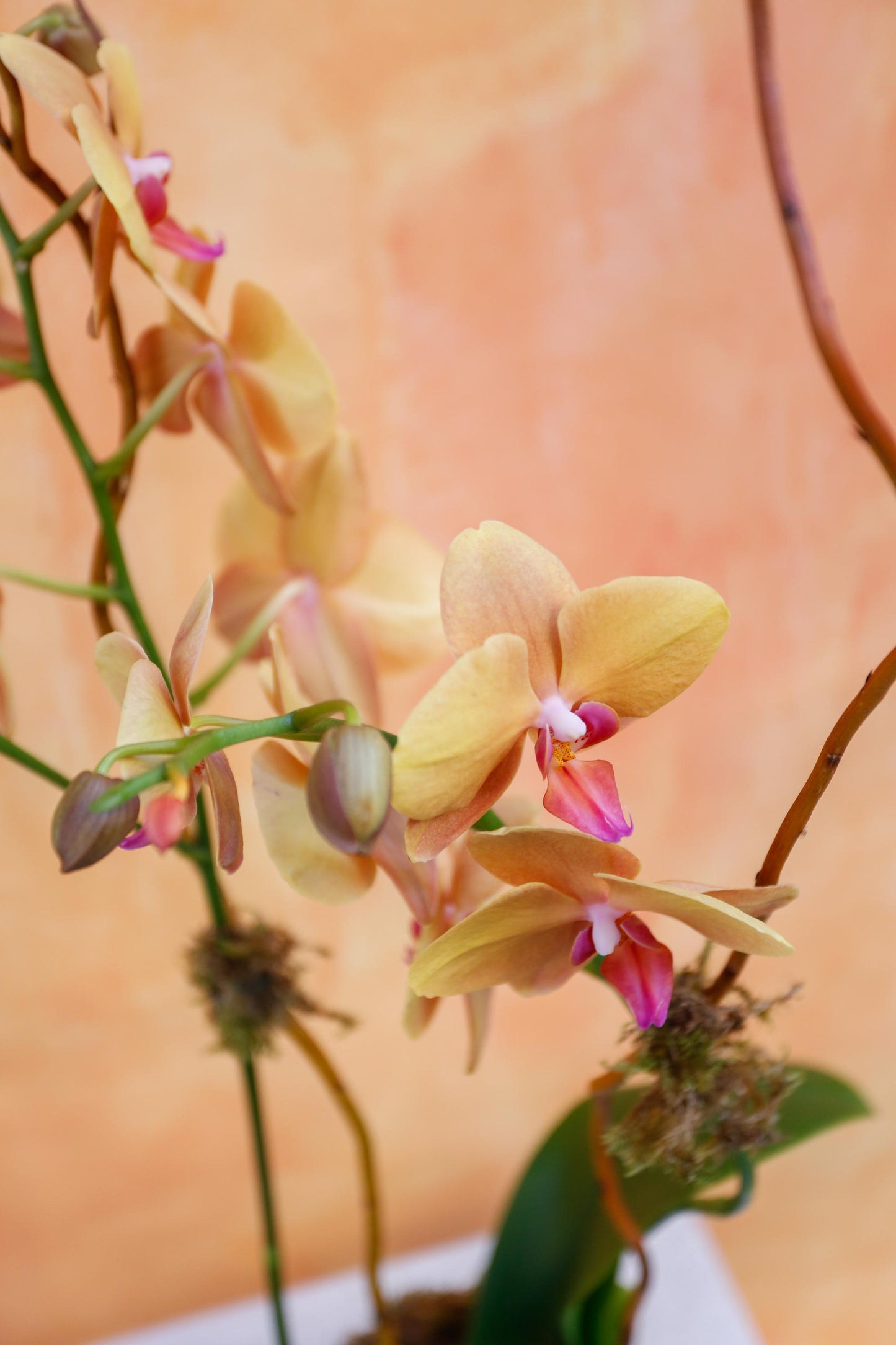 Orquídea en maceta naranja