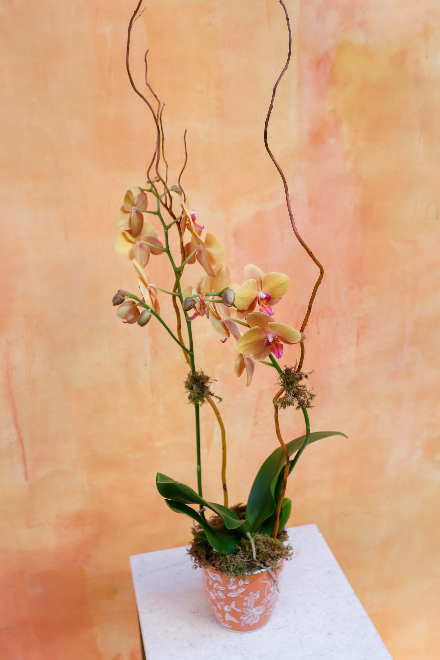 Orquídea en maceta naranja