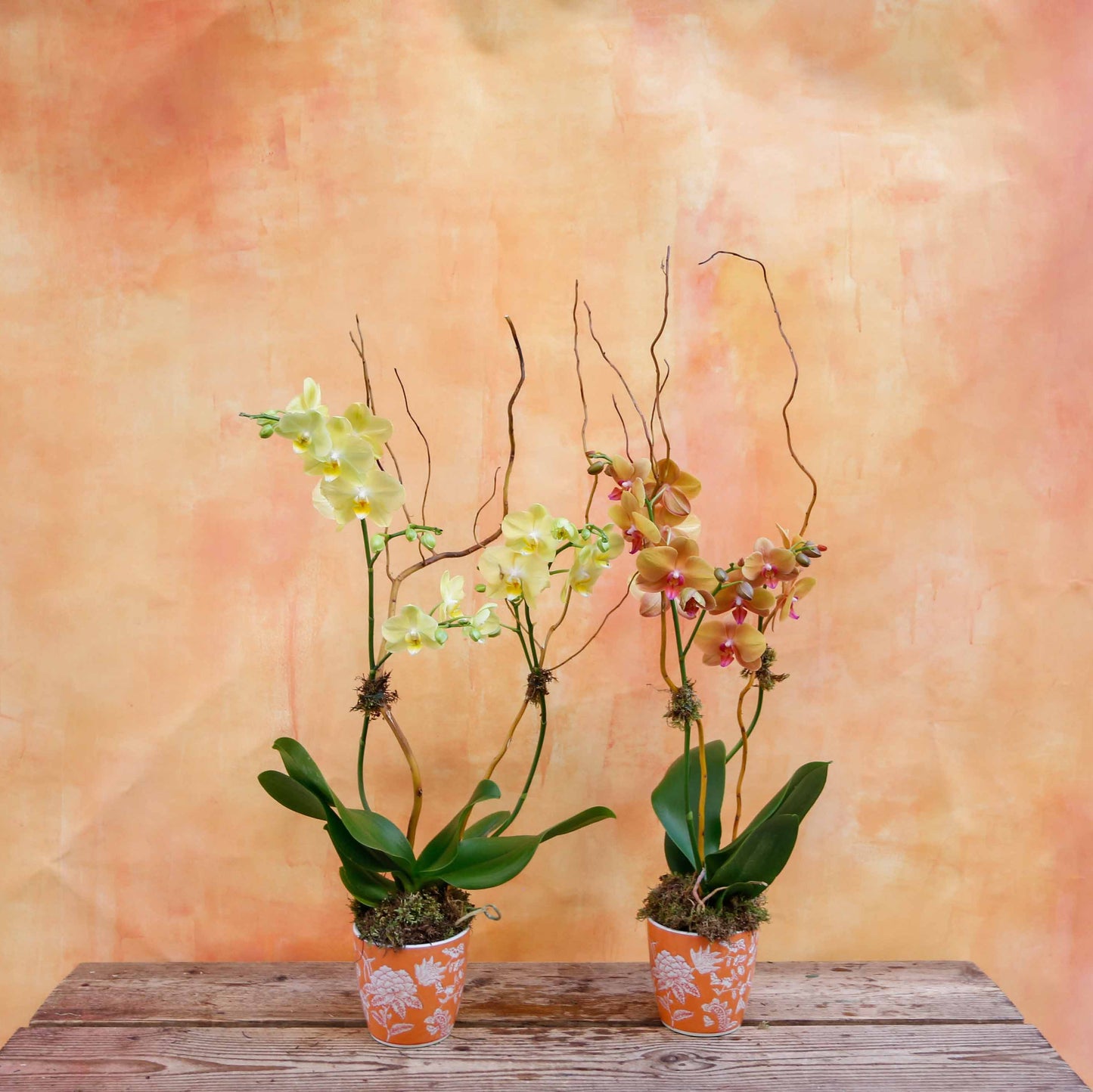 Orquídea en maceta naranja