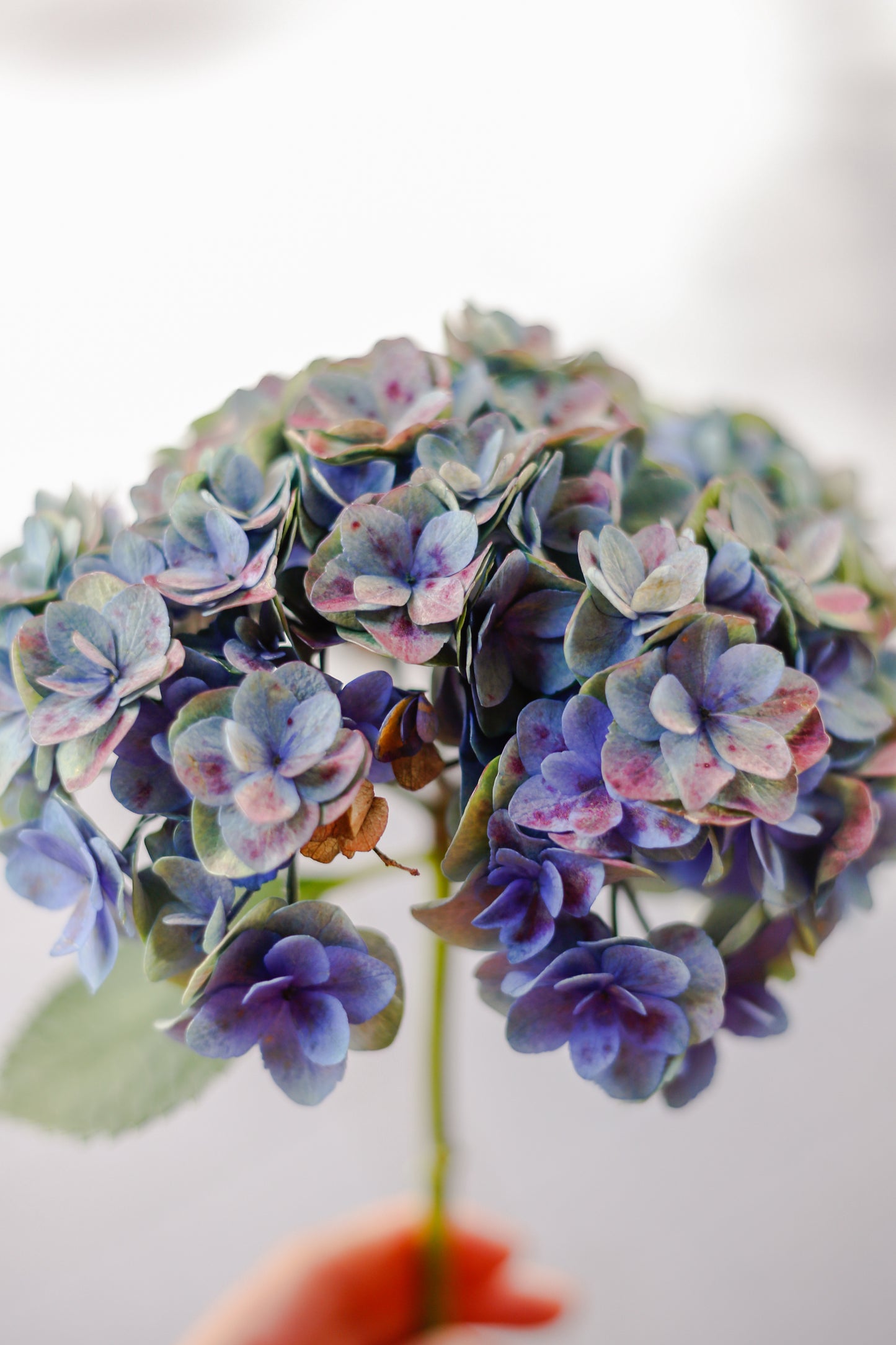 Ramo de Hortensias