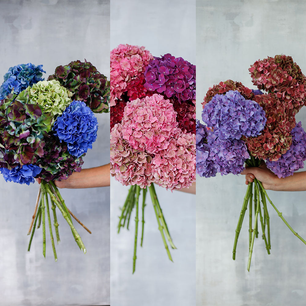 Ramo de Hortensias