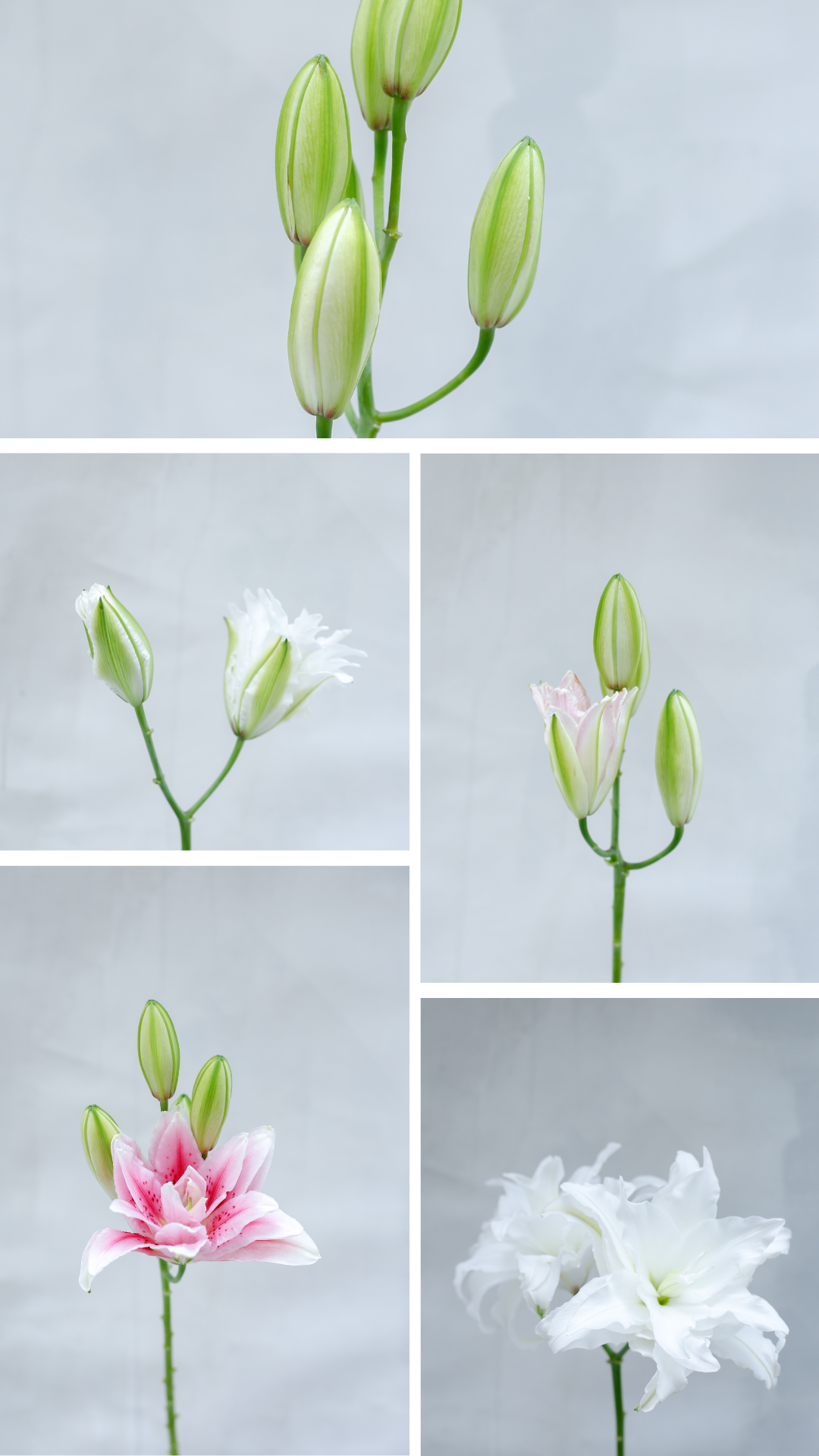Ramo de lilium doble