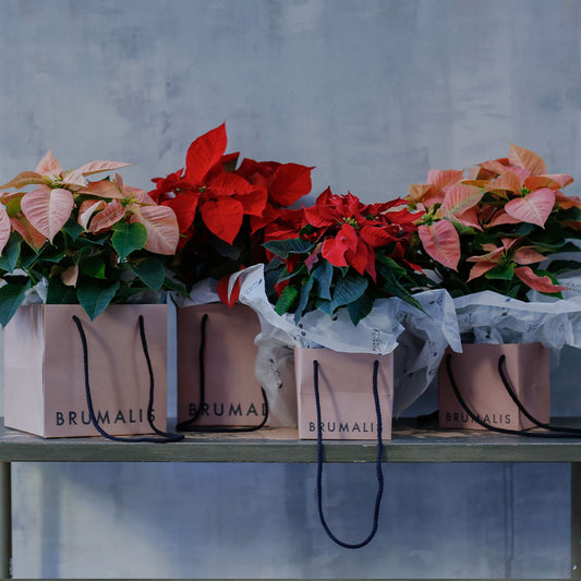 Flor de pascua en bolsa