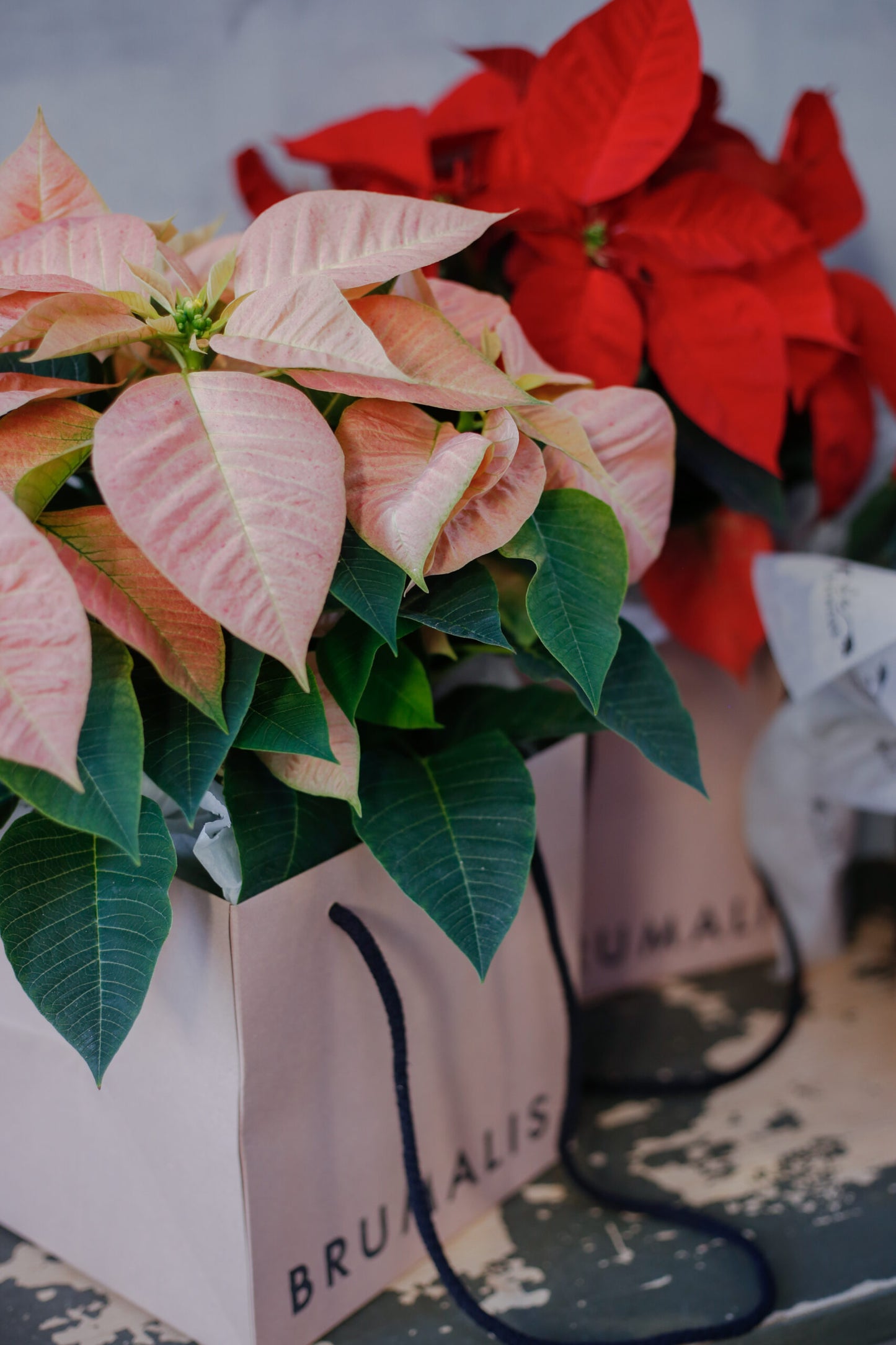Flor de pascua en bolsa