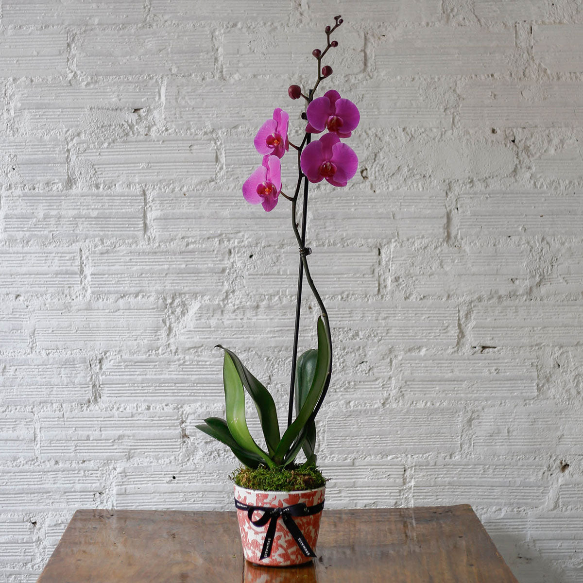 Orquídea rosa en maceta