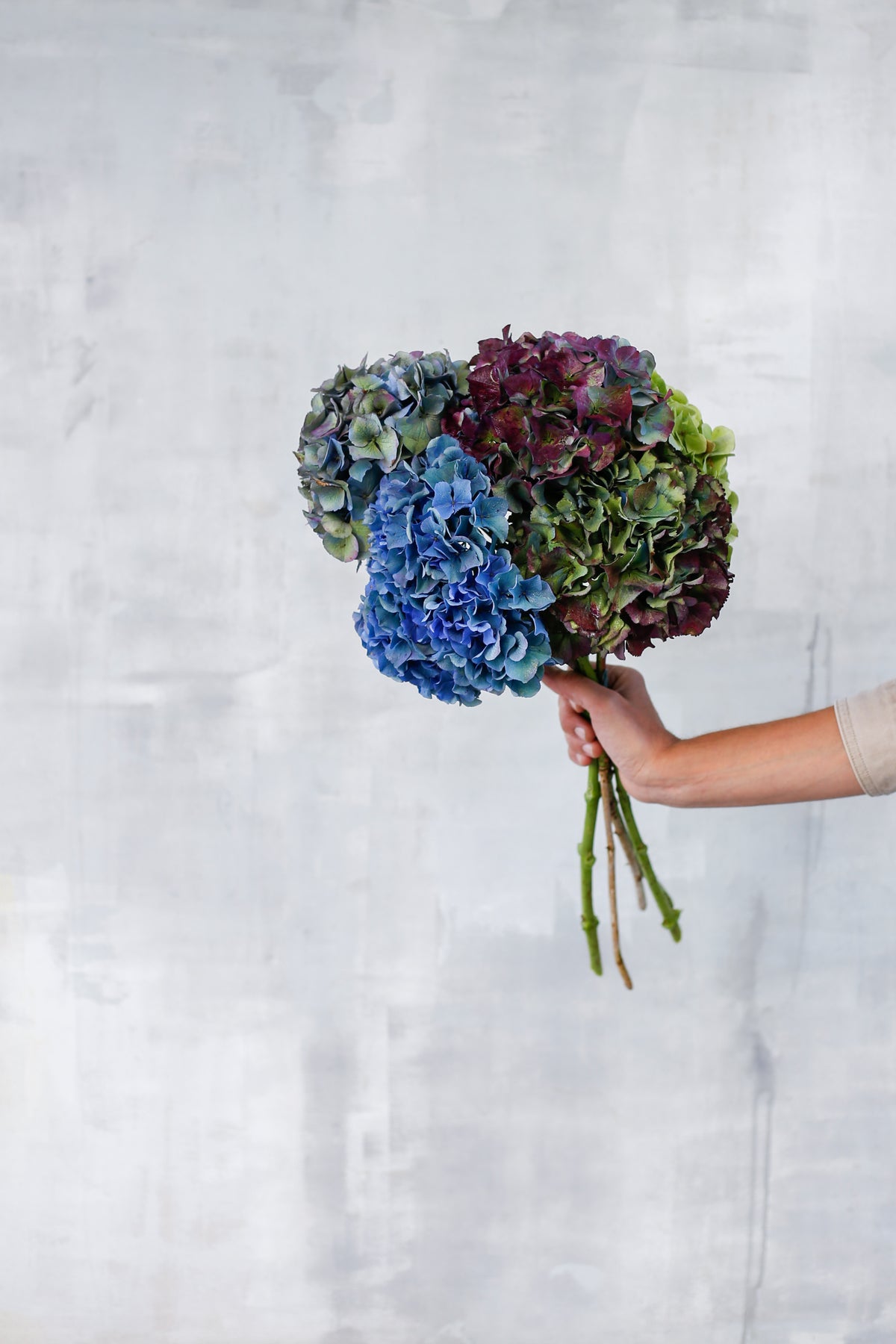 Ramo de Hortensias