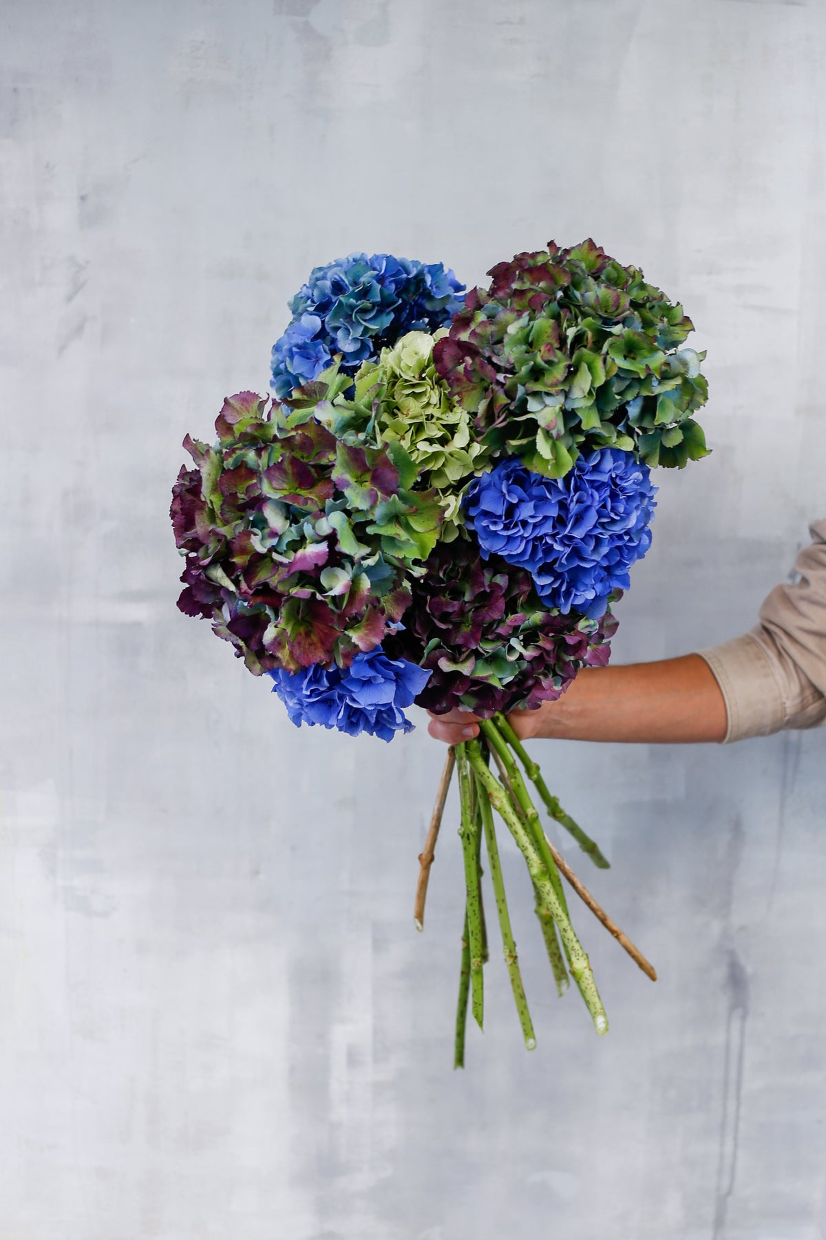 Ramo de Hortensias