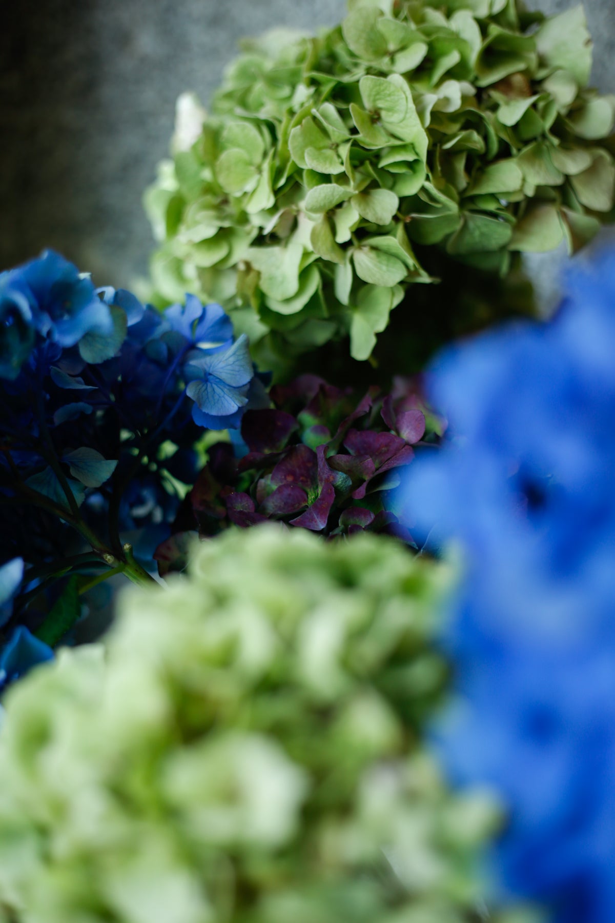 Ramo de Hortensias