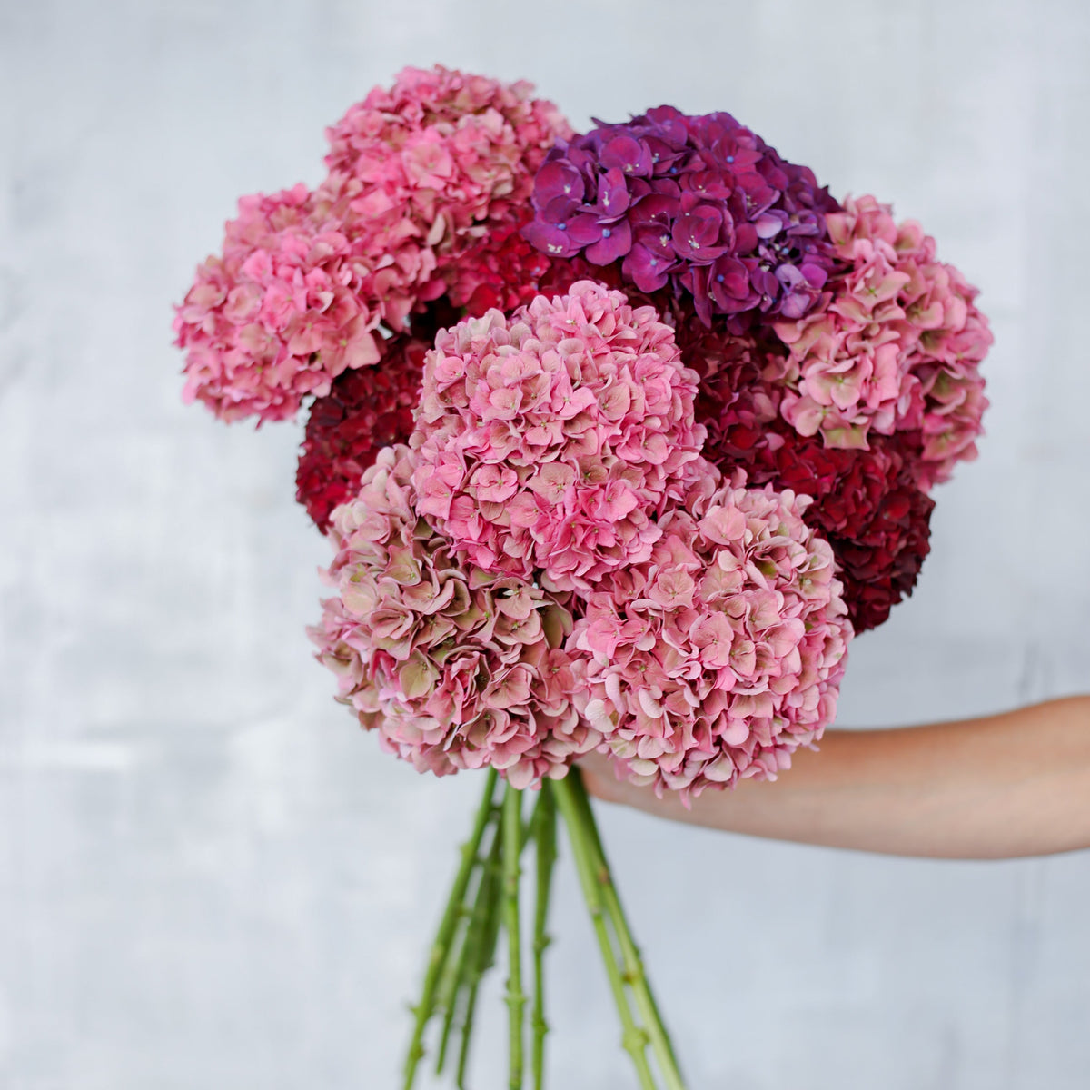 Ramo de Hortensias
