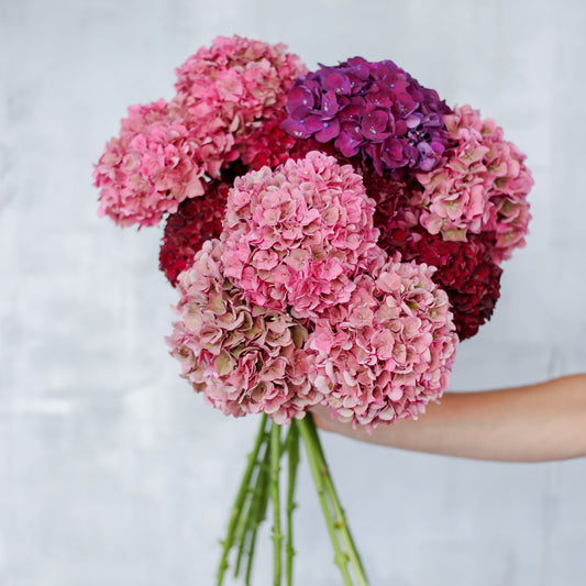 Ramo de Hortensias