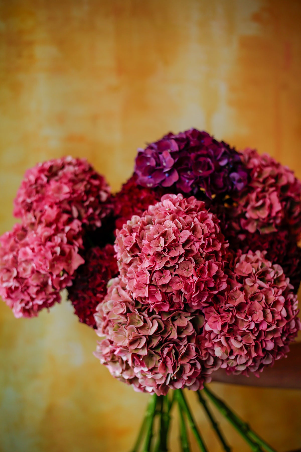 Ramo de Hortensias