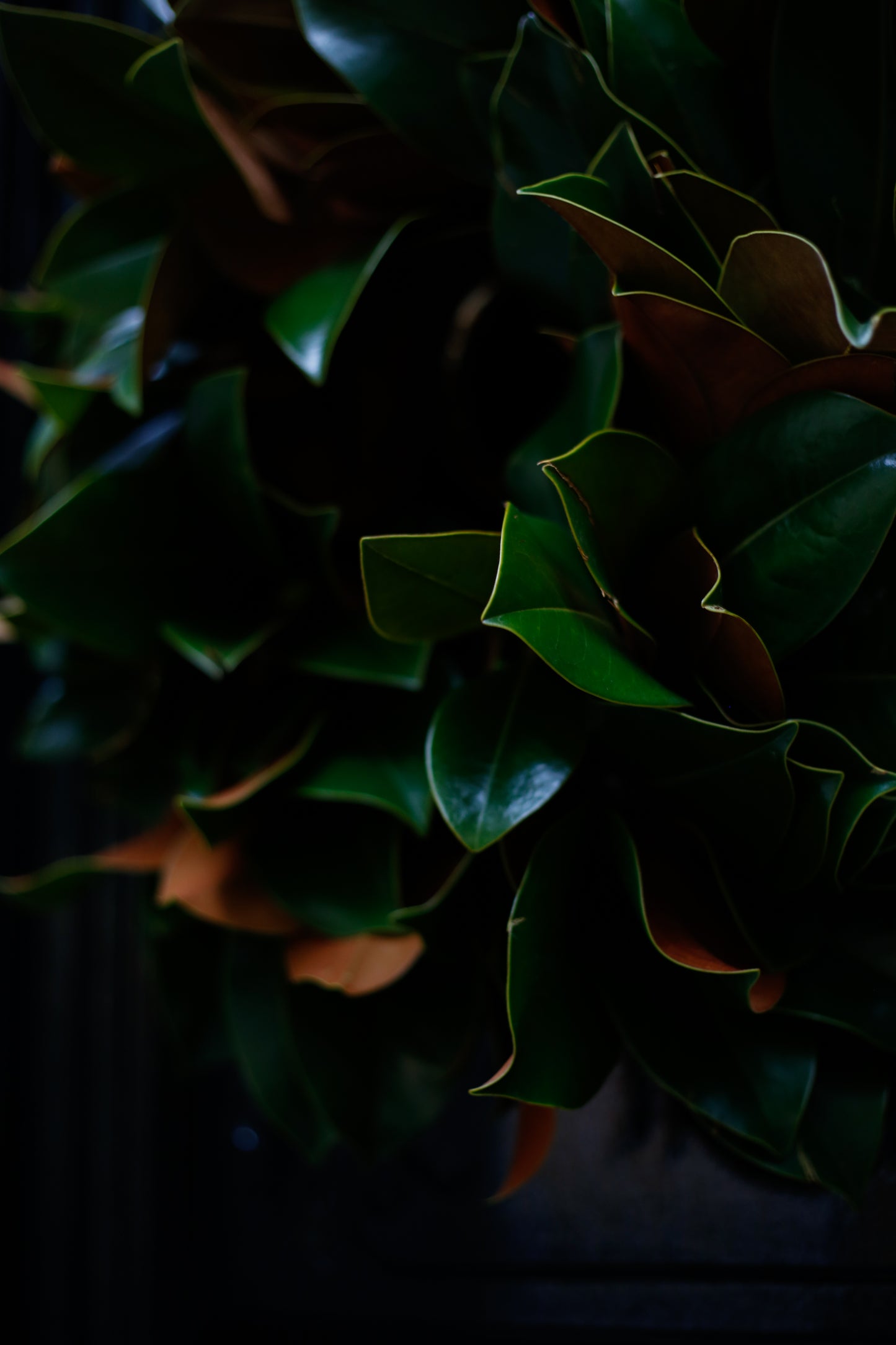 Corona de hojas de magnolio natural