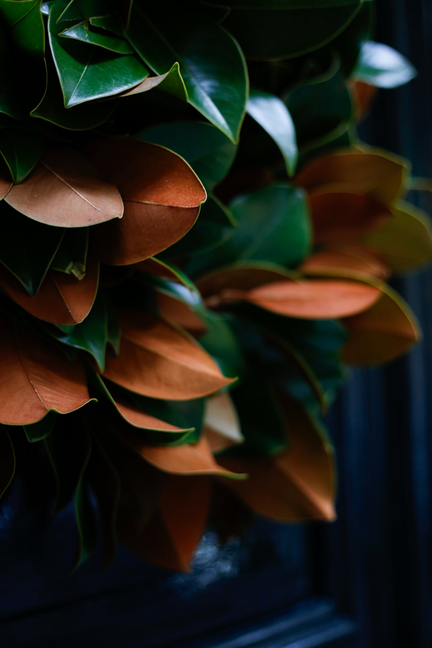 Corona de hojas de magnolio natural