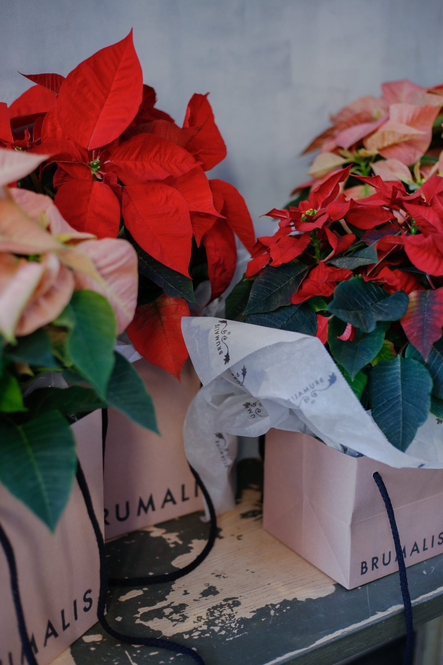 Flor de pascua en bolsa